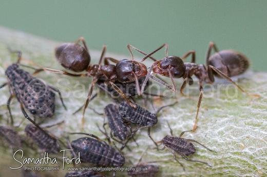 Ants Sharing Meal from Aphids