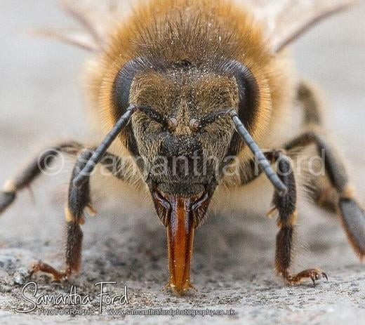 Bee Tongue Macro