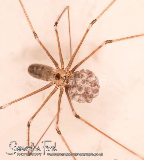 Daddy Long Legs Spider with Eggs