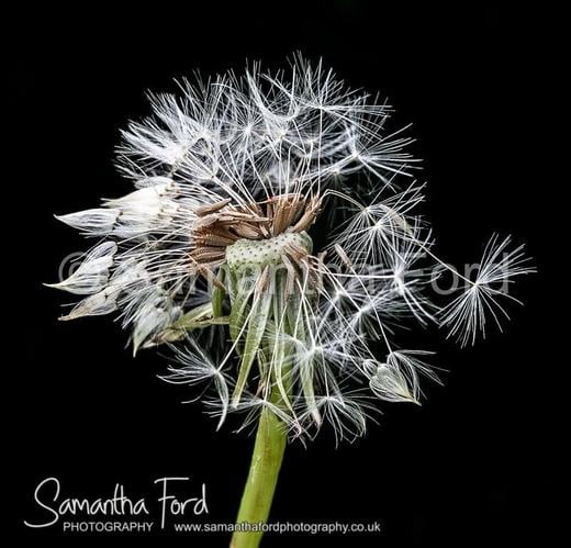 Dandelion Seedhead Macro