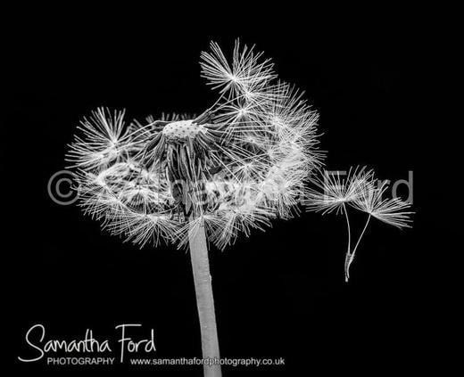 Dandelion Seeds Leaving Home