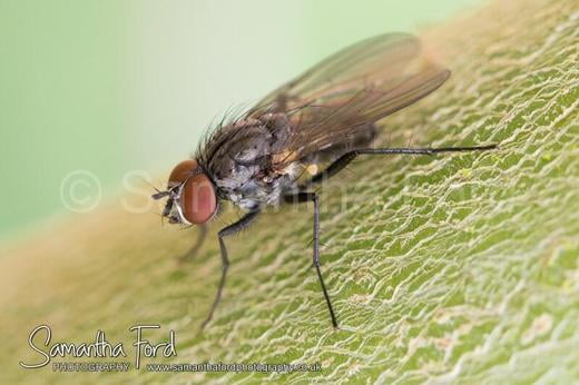 Fly Macro