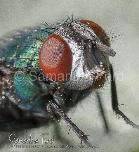 Portrait of a Fly