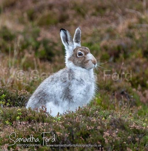 Mountain Hare