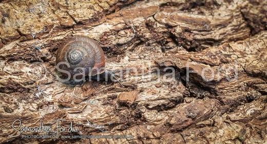 Snails on Wood