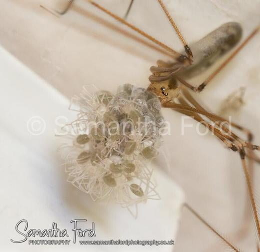 Daddy Long Legs Spider with Hatching Eggs