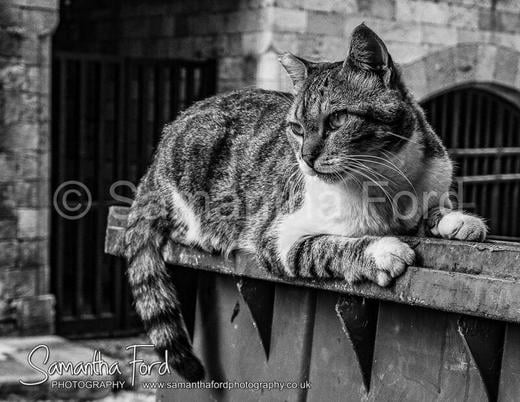 Street Cat Italy