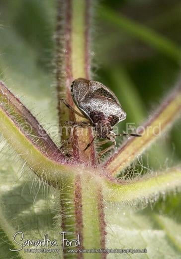 Woundwort Shieldbug