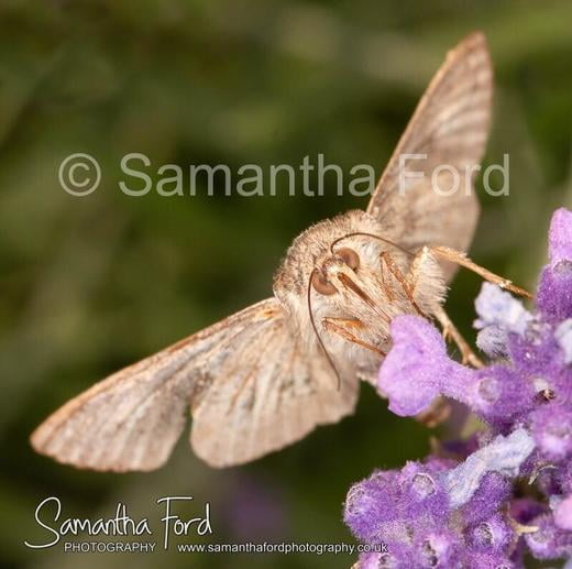 Moth on Lavendar